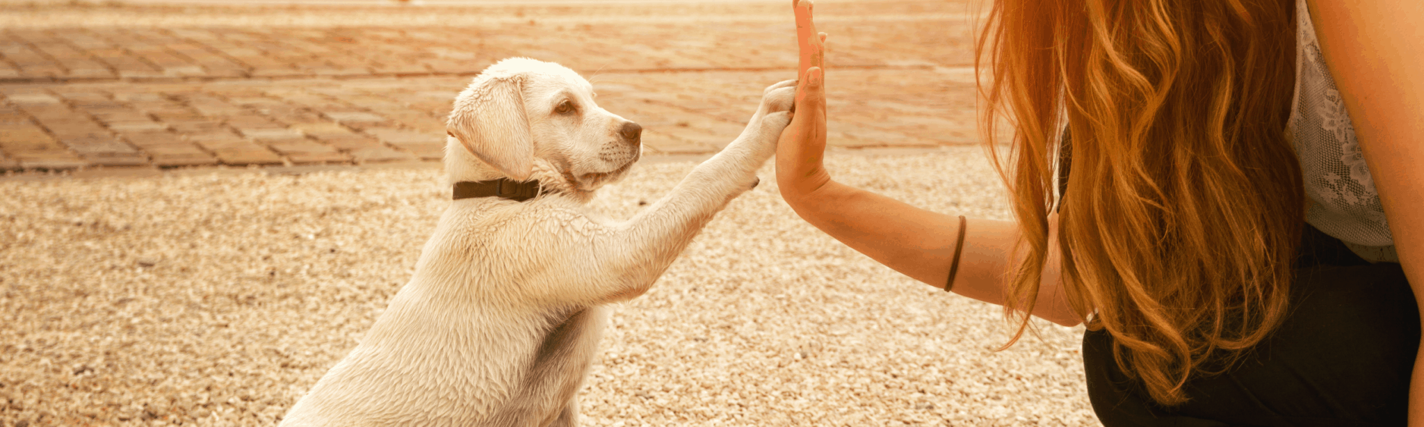 veterinarian reputation management